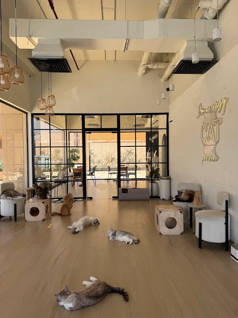 Cat Café Vibrissae
