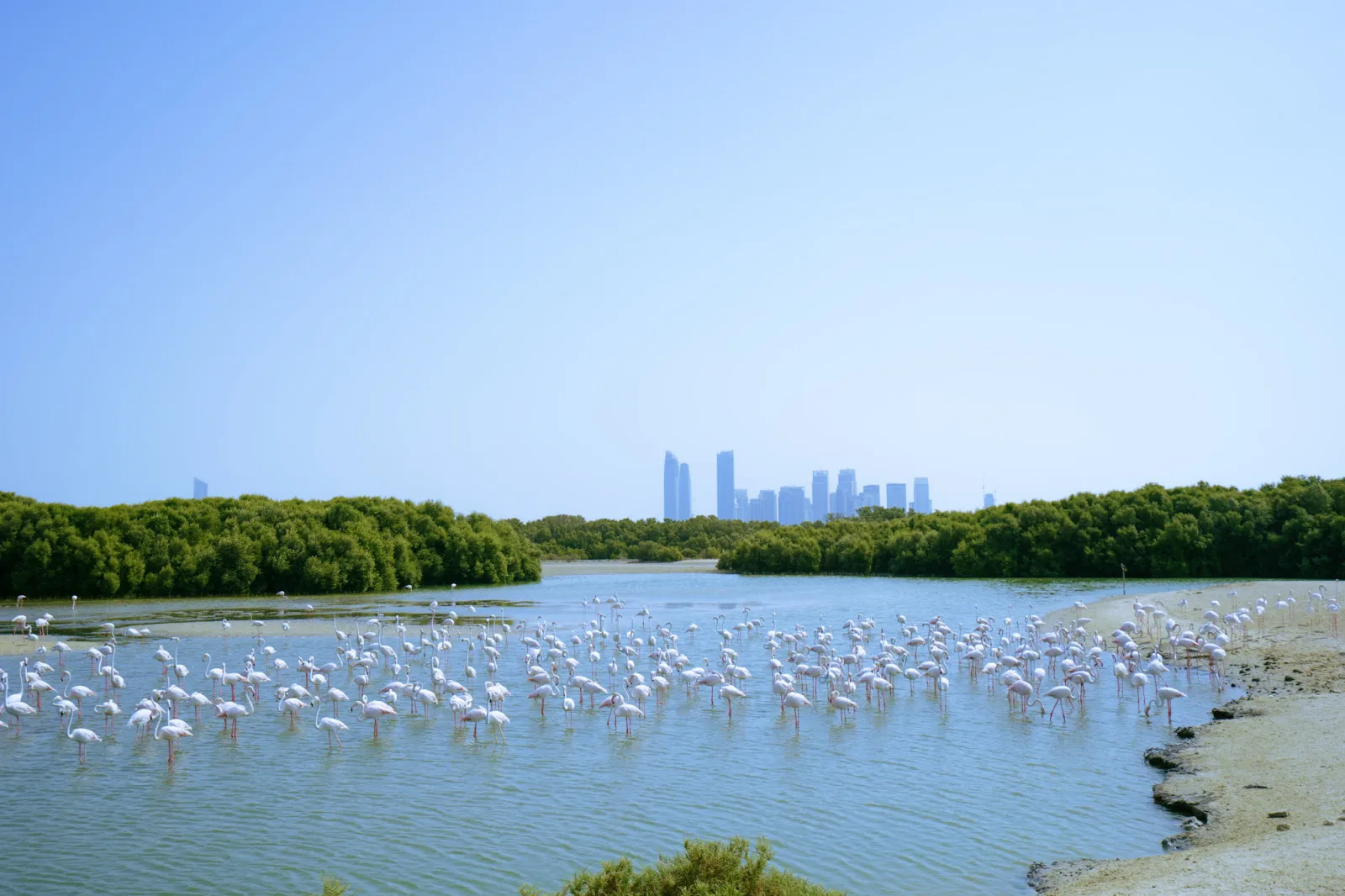 Ras Al Khor Wildlife Sanctuary