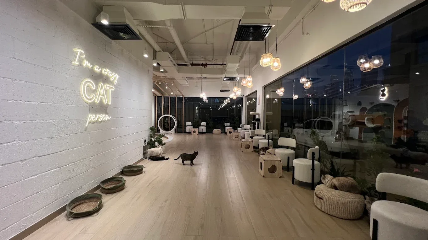 Cat Café Vibrissae
