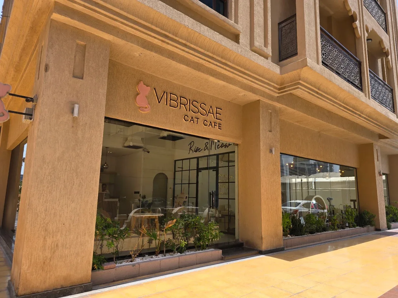 Cat Café Vibrissae
