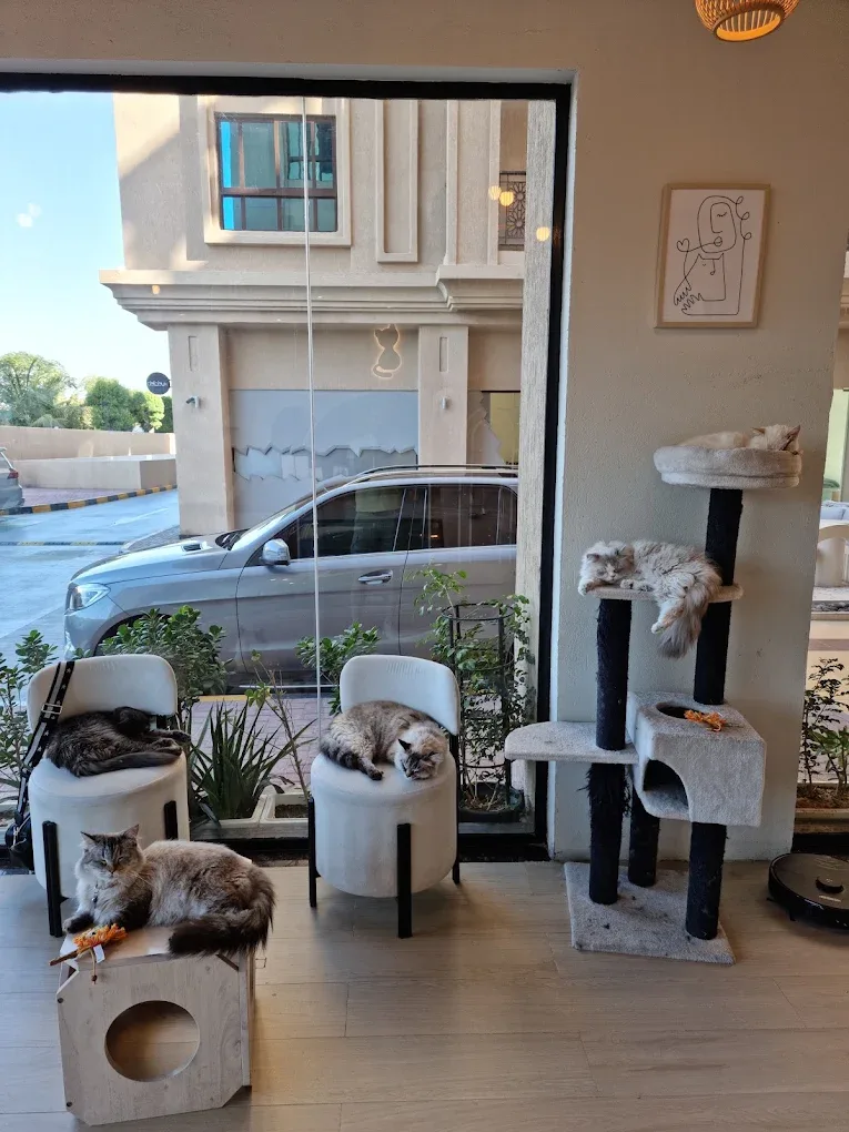 Cat Café Vibrissae