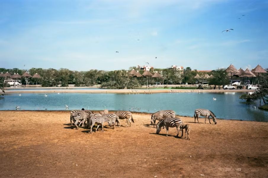 Dubai Safari Park
