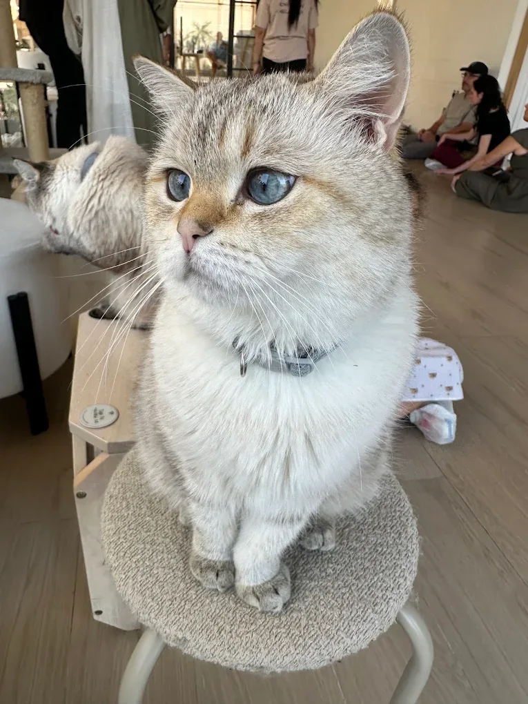 Cat Café Vibrissae