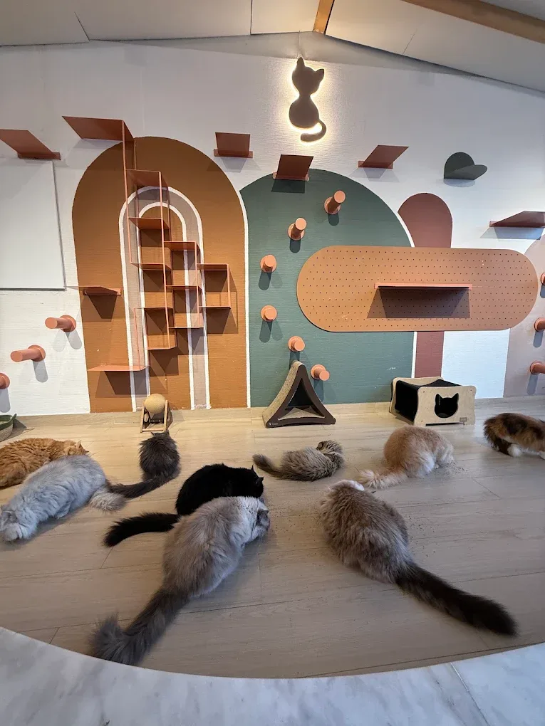 Cat Café Vibrissae