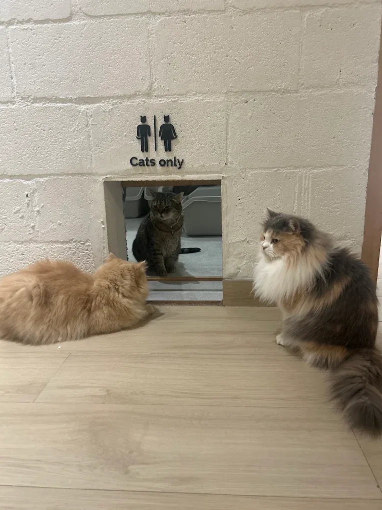 Cat Café Vibrissae