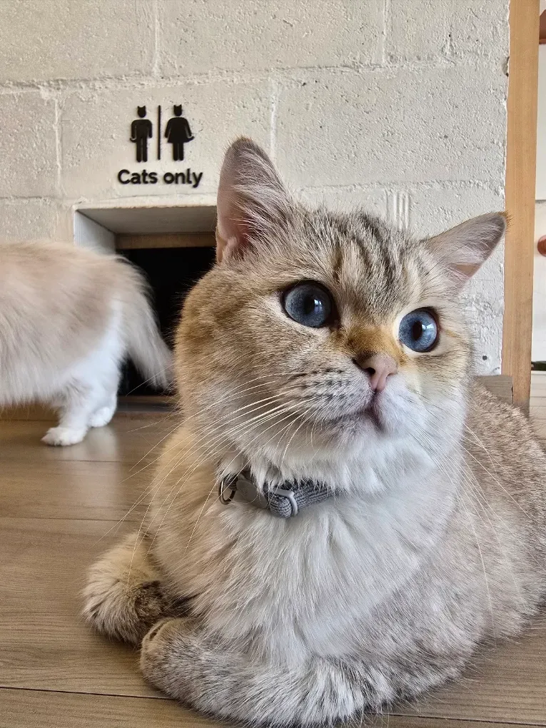 Cat Café Vibrissae